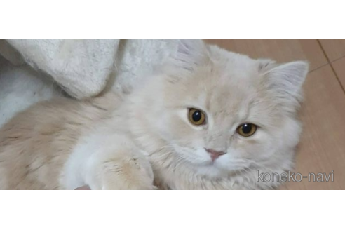 販売中のスコティッシュフォールドの親猫